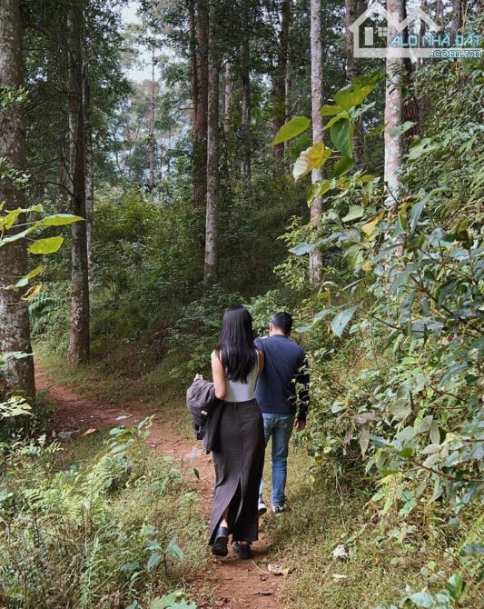BÁN ĐẤT LÀM KHÁCH SẠN, RESORT, HOMESTAY TỔ 2 tt TRẠM TẤU - YÊN BÁI - 4