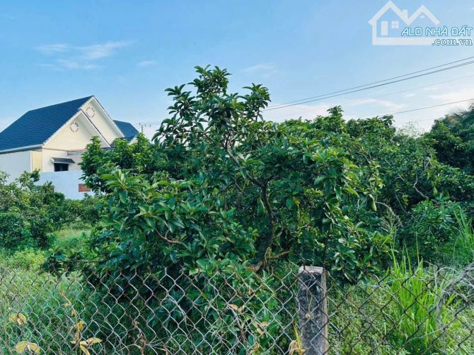 BÁN 1 LÔ ĐẤT ĐẸP CÓ VƯỜN BƠ TẠI LONG MỸ - THỊ TRẤN PHƯỚC HẢI- TPHCM  ĐI BIỂN PHƯỚC HẢI 4km - 5