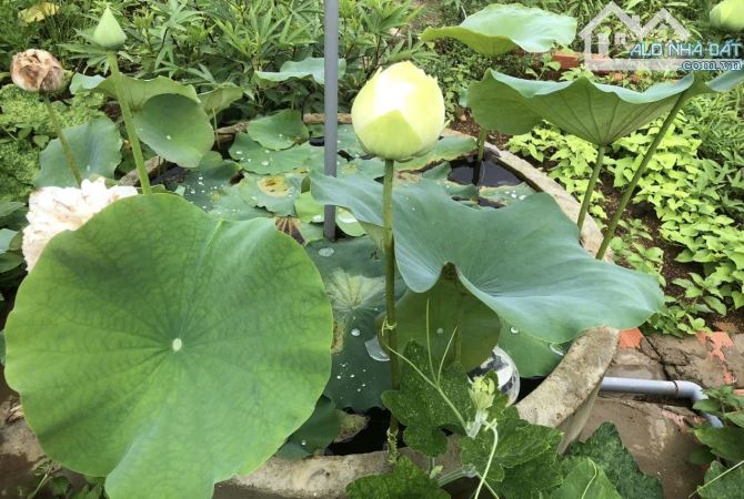 ✅Chị chủ cần bán nhà vườn tâm huyết hẻm 407 Đinh Công Tráng, Lộc Châu, Bảo Lộc.👉 1000m2 - 5