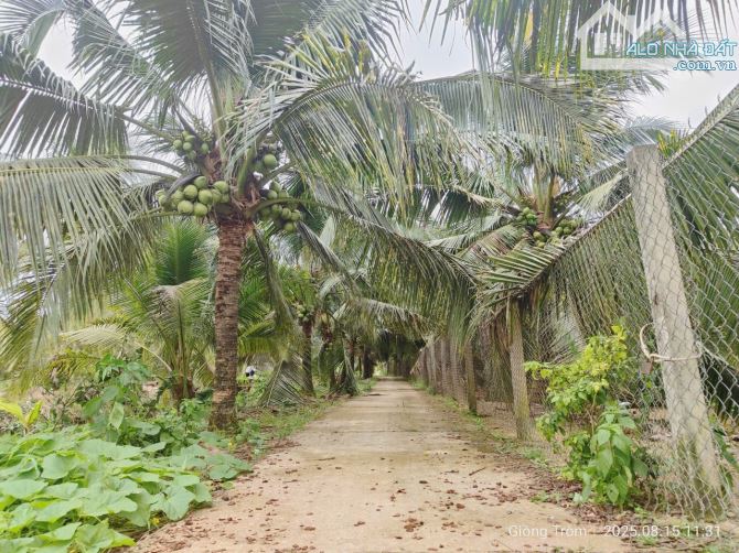 Bán vườn dừa xiêm 10.000m2 đường oto - 5