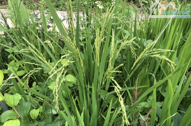 ✅Chị chủ cần bán nhà vườn tâm huyết hẻm 407 Đinh Công Tráng, Lộc Châu, Bảo Lộc.👉 1000m2 - 6