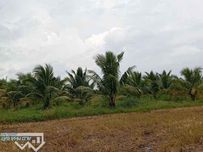 Cần bán 21 công vườn dừa mặt tiền Bờ Kênh, Ấp Giồng Tranh - Tập Ngãi - Tiểu Cần Trà Vinh