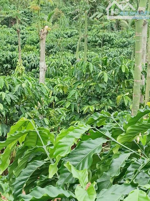 Cần bán rảy cà phê tại thôn 11 trường xuân daksong