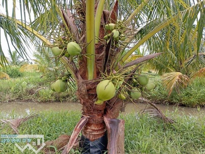 Cần bán 21 công vườn dừa mặt tiền Bờ Kênh, Ấp Giồng Tranh - Tập Ngãi - Tiểu Cần Trà Vinh - 1
