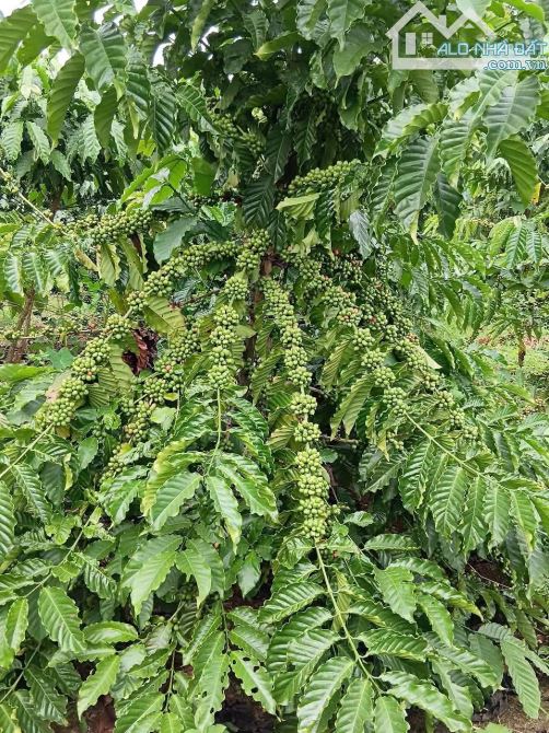 Cần bán rảy cà phê tại thôn 11 trường xuân daksong - 1