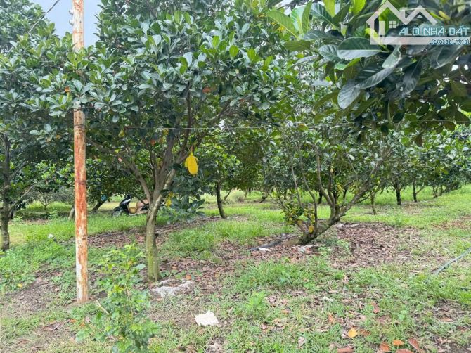 Vườn Mít Bình Lợi Vĩnh Cửu Diện tích : 2000m2 ( 27 x 75 ) - 1