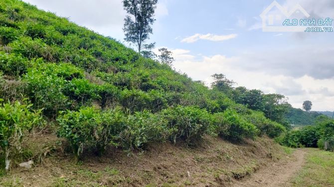 Rẻ quá! Bán đất vườn sầu riêng cà phê đường Blaosere, Lộc Thành, Bảo Lâm. Sổ sẵn - 2