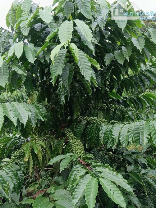 Cần bán rảy cà phê tại thôn 11 trường xuân daksong - 2