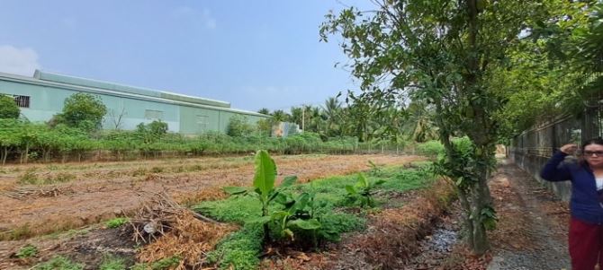 Củ Chi: Bán Gấp 4000m2 Đất Thổ Cư Mặt Tiền Đường 17, SHR, Giá Chỉ 44 Tỷ! - 3