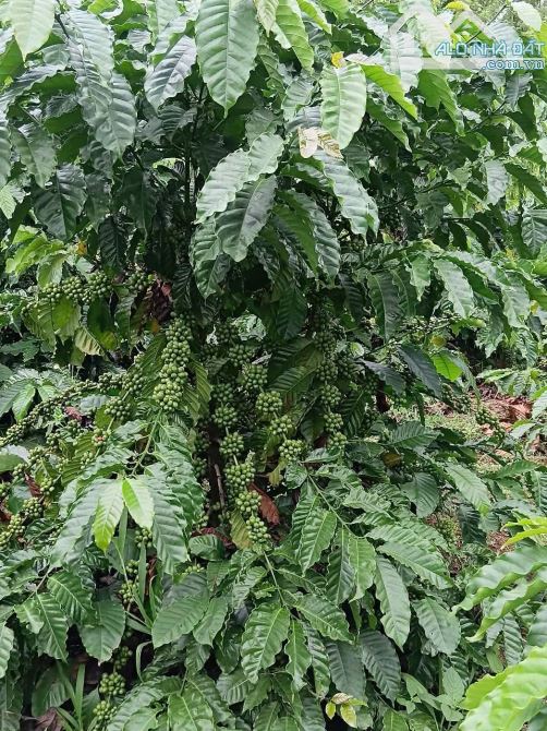 Cần bán rảy cà phê tại thôn 11 trường xuân daksong - 3