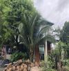 Nhà vườn ra biển Phước Hải 5p,dt:1400m2- 18m mặt tiền-nở hậu 35m-300 thổ cư, có vườn,ao ca