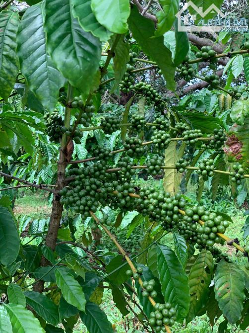 Giá mềm cho 4het-ta Café đất đỏ bazan Xã Ea Kueh, Huyện Cư Mgar, Tỉnh Đắk lắk