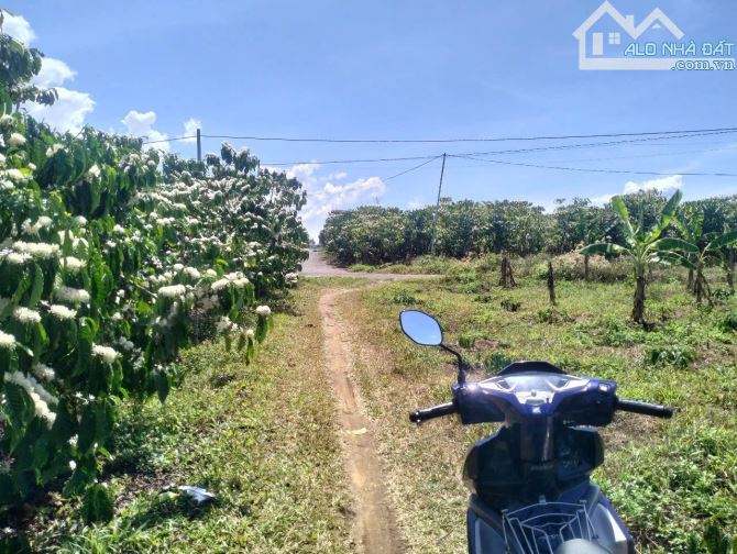 bán nhanh lô đất chuẩn bị mở xưởng kho