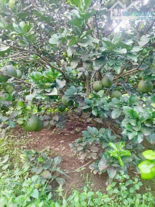 LÔ ĐẤT VƯỜN, GẦN LÀNG BƯỞI 5 HUỆ, 800m2 Thổ Cư Chỉ 1Tỷ650 - 1