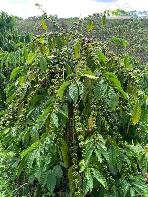 Giá mềm cho 4het-ta Café đất đỏ bazan Xã Ea Kueh, Huyện Cư Mgar, Tỉnh Đắk lắk - 1