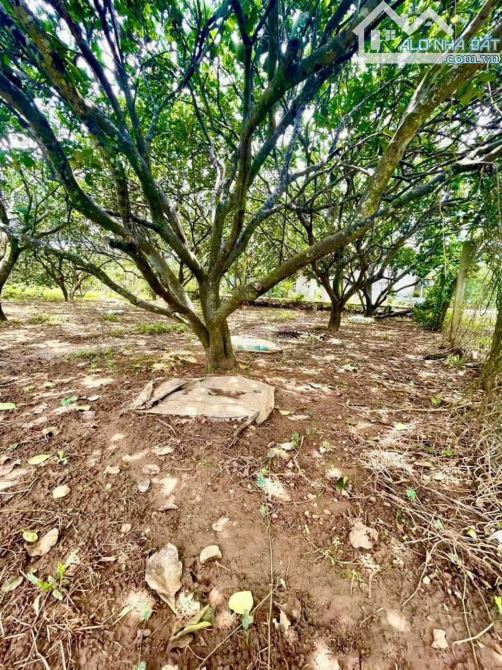 LÔ ĐẤT VƯỜN, GẦN LÀNG BƯỞI 5 HUỆ, 800m2 Thổ Cư Chỉ 1Tỷ650 - 2
