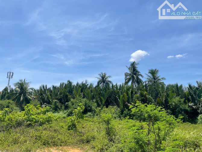 BÁN ĐẤT ĐƯỜNG DX17 – CẨM THANH – HỘI AN - VIEW DỪA NƯỚC CỰC ĐẸP (MS478) - 2