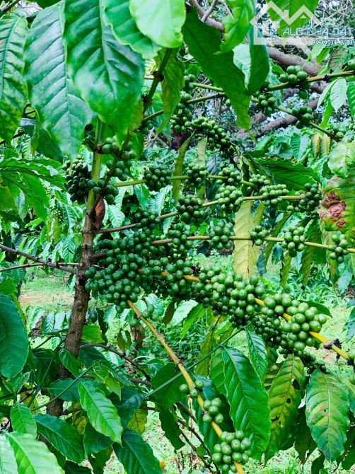 Giá mềm cho 4het-ta Café đất đỏ bazan Xã Ea Kueh, Huyện Cư Mgar, Tỉnh Đắk lắk - 2