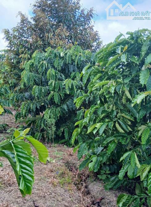 Bán đất xào Tân Lạc - Bảo Lâm - Lâm Đồng - 2
