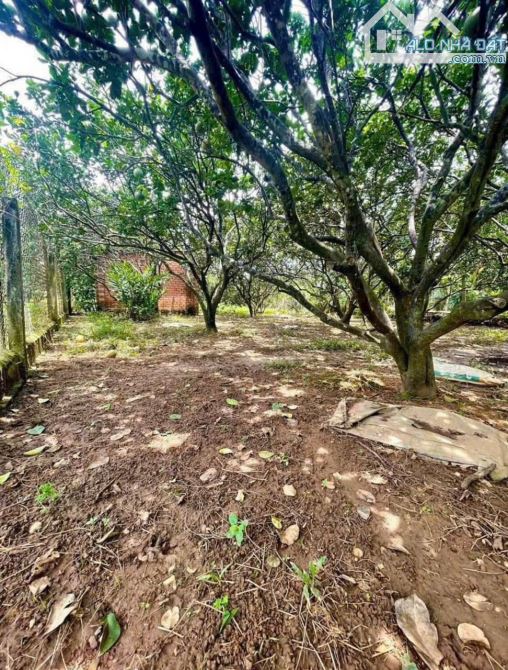 LÔ ĐẤT VƯỜN, GẦN LÀNG BƯỞI 5 HUỆ, 800m2 Thổ Cư Chỉ 1Tỷ650 - 3