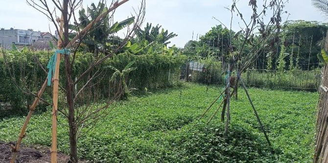 Đất Khu dân cư Ấp 21, xã Bình Mỹ, ô tô thông, 10x12,5m, 560tr - 3