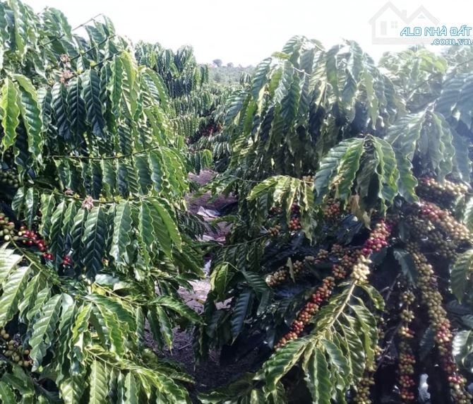 Giá mềm cho 4het-ta Café đất đỏ bazan Xã Ea Kueh, Huyện Cư Mgar, Tỉnh Đắk lắk - 4