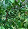Giá mềm cho 4het-ta Café đất đỏ bazan Xã Ea Kueh, Huyện Cư Mgar, Tỉnh Đắk lắk