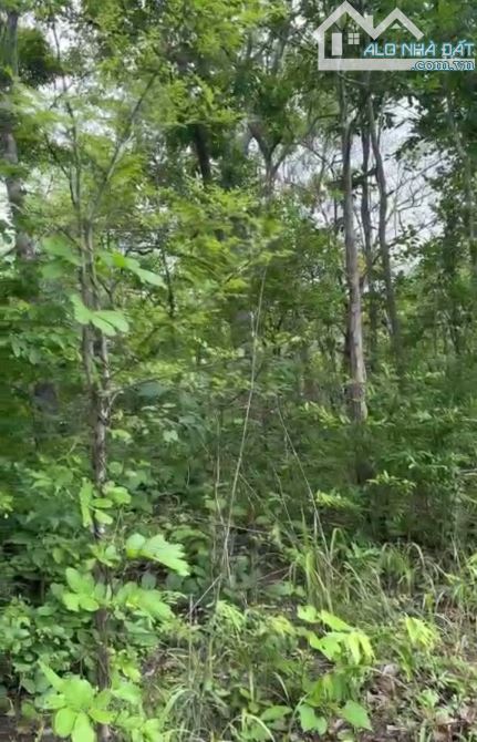 Dự án 1.000.000m2  trồng cao su  trong 34 năm  View Hồ
