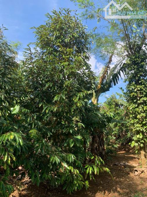 CẦN BÁN ĐẤT  SÀO MẶT TIỀN ĐƯỜNG KA6 BUÔN KRÔNG A ,CÁCH  QL 14.VÀ CHỢ ĐẠT LÝ 1 CÂY  🌳🌳🌳