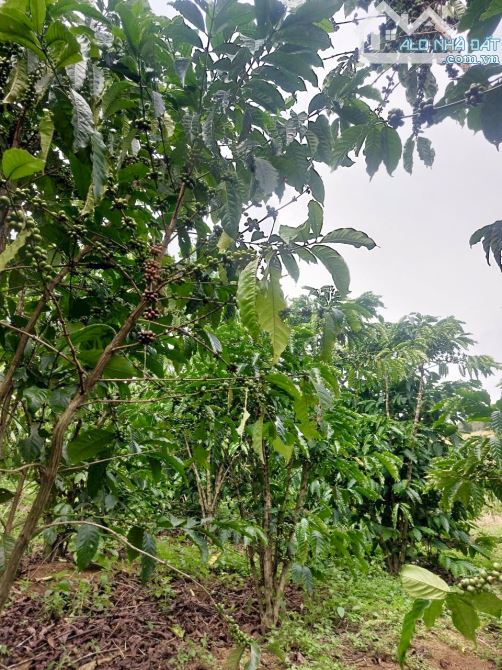 📣NHANH MỚI KỊP. Bán đất đường Tôn Thất Thuyết, Dambri ( phường 2 ) Bảo Lộc.