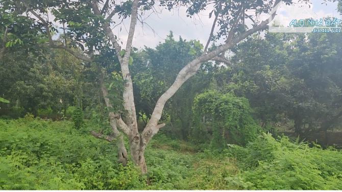 Bán đất sẵn vườn cây trái mặt tiền nhựa xã Đất Đỏ (Long Tân cũ), tp Hồ Chí Minh
