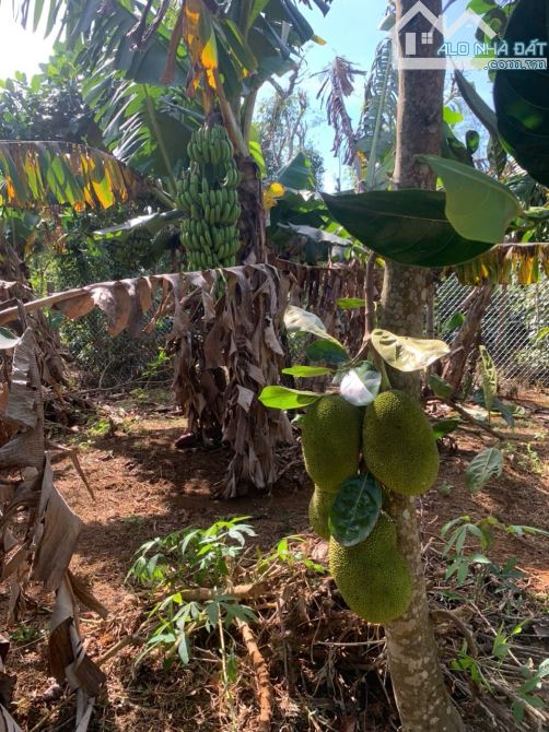 CẦN BÁN ĐẤT  SÀO MẶT TIỀN ĐƯỜNG KA6 BUÔN KRÔNG A ,CÁCH  QL 14.VÀ CHỢ ĐẠT LÝ 1 CÂY  🌳🌳🌳 - 1