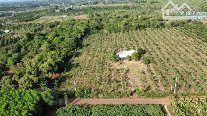 LÔ ĐẤT 5.8HA 2 MẶT TIỀN ĐƯỜNG NHỰA TÂN LÂM, SẴN THỔ CƯ, GIÁ CỰC RẺ CHỈ 400 TRIỆU/SÀO - 1