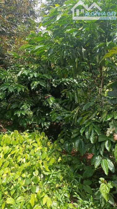 Bán lô đất nông nghiệp 3 mặt tiền siêu đẹp sau làng trung hòa - 2