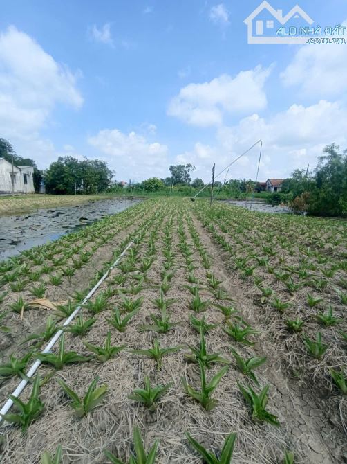 CẦN BÁN LÔ ĐẤT VƯỜN 2300m2 CÓ 600m2 THỔ CƯ CÁCH ĐOÀN NGUYỄN TUẤN 150m - 2