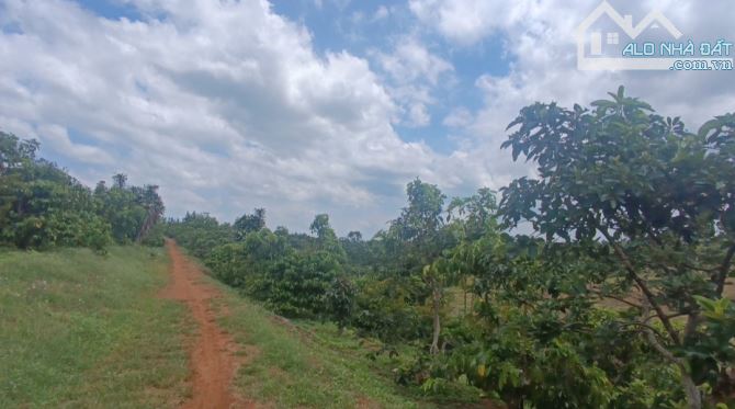 Bán 5400m² đất cafe thu đập, view đẹp, 120m giáp suối Dadram to, giá 2,950 tỷ - 2
