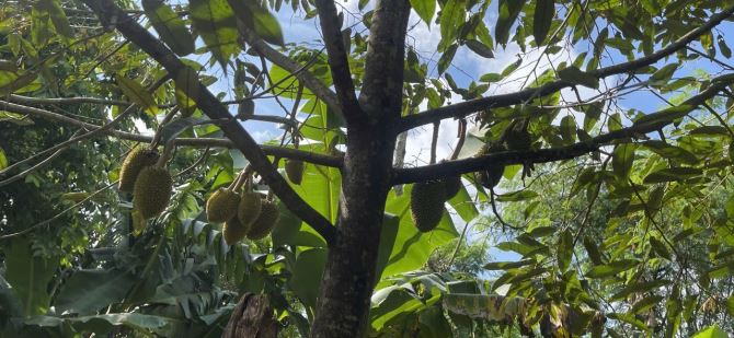 CẦN BÁN ĐẤT  SÀO MẶT TIỀN ĐƯỜNG KA6 BUÔN KRÔNG A ,CÁCH  QL 14.VÀ CHỢ ĐẠT LÝ 1 CÂY  🌳🌳🌳 - 2