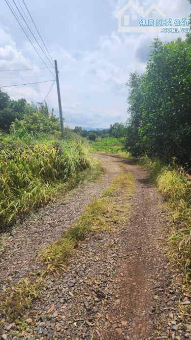 Cần tiền bán vườn cây trái mặt tiền đường Đá Mi, xã Đất Đỏ (Long Tân cũ), thành ph - 3