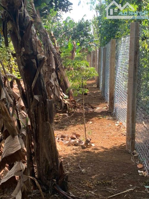 CẦN BÁN ĐẤT  SÀO MẶT TIỀN ĐƯỜNG KA6 BUÔN KRÔNG A ,CÁCH  QL 14.VÀ CHỢ ĐẠT LÝ 1 CÂY  🌳🌳🌳 - 4