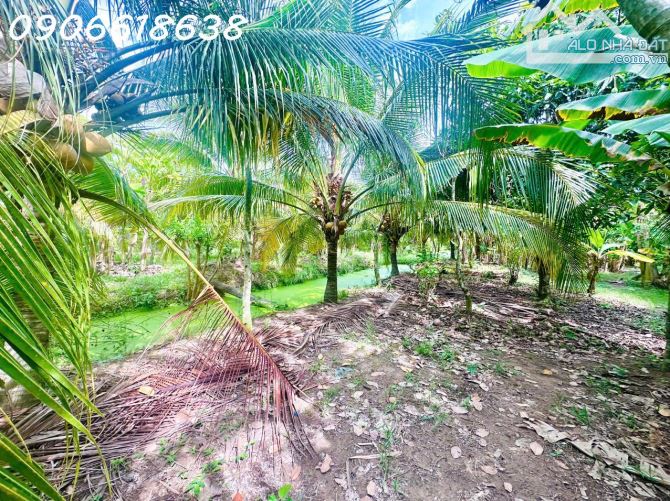 Bán đất CLN 3834m2 ở Ấp Miễu Hội, Xã Thạnh Phú, Châu Thành, Tiền Giang, 5,9 tỷ - 5