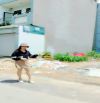 BÁN LÔ ĐẤT PHƯỜNG LINH ĐÔNG GIÁP PHẠM VĂN ĐỒNG HẺM XE TẢI KHU DÂN TRÍ CAO,5TỶ