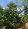 CẦN BÁN ĐẤT  SÀO MẶT TIỀN ĐƯỜNG KA6 BUÔN KRÔNG A ,CÁCH  QL 14.VÀ CHỢ ĐẠT LÝ 1 CÂY  🌳🌳🌳