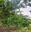 📣NHANH MỚI KỊP. Bán đất đường Tôn Thất Thuyết, Dambri ( phường 2 ) Bảo Lộc.