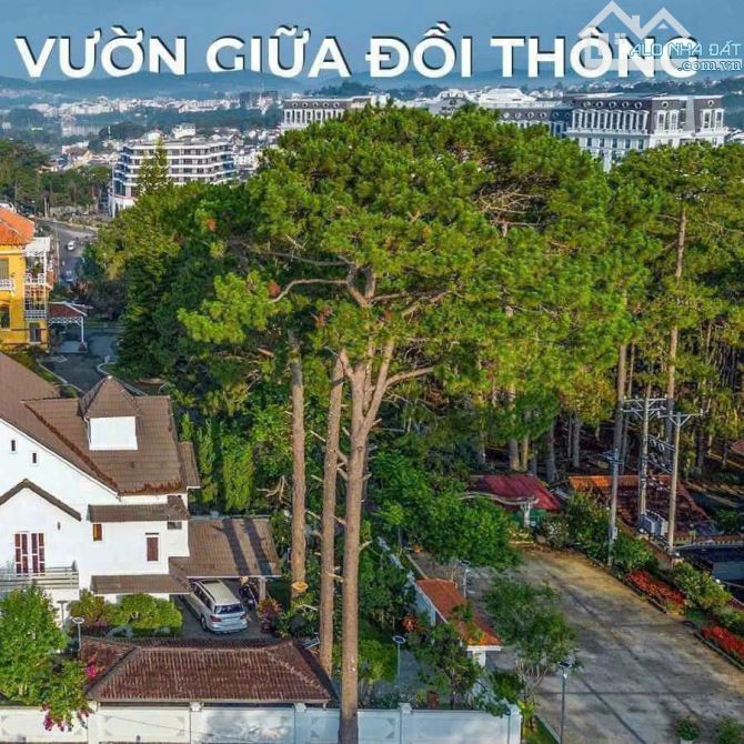 BIỆT THỰ MẶT TIỀN YÊN THẾ 973M2 BAO QUANH THÔNG XANH CẠNH DINH HOÀNG HẬU GIÁ 115 TỶ - 12