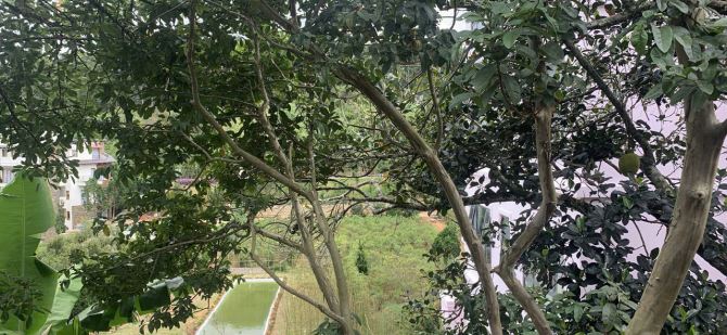 Bán Đất Mặt Tiền Đường Lê Hồng Phong, đường Xuân Hương (phường 4 Cũ) – Đà Lạt, Lâm Đồng - 3