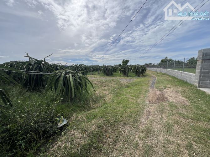 💥BÁN ĐẤT VƯỜN VIEW TRIỆU ĐÔ TẠI XÃ HÀM MỸ - TỈNH BÌNH THUẬN - 2