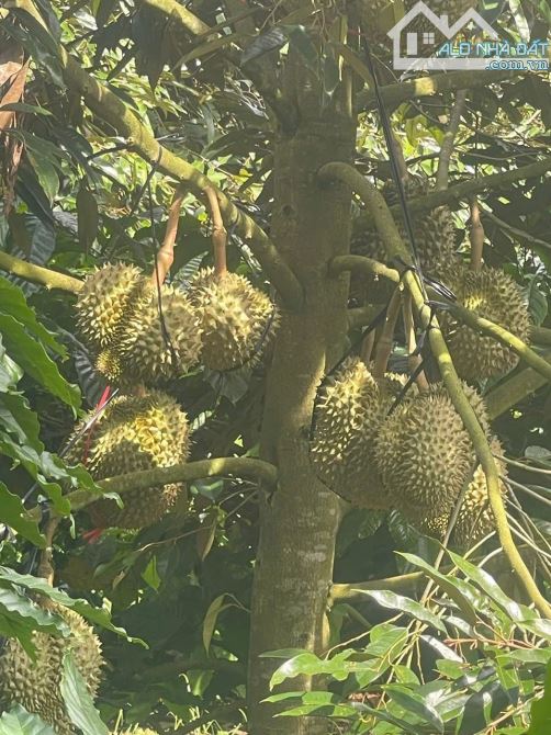 Bán 7 sào vườn sầu riêng hoà thuận - 2
