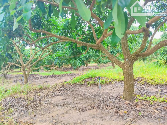 VƯỜN CÂY ĂN TRÁI 1HA2 MẶT TIỀN ĐƯỜNG NHỰA, LIỀN KỀ CAO TỐC, GIÁ BÁN NHANH SIÊU HẤP DẪN - 1