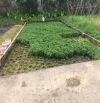LÔ ĐẤT ĐẸP DIỆN TÍCH VỪA XINH 48M2 TẠI BẮC THƯỢNG QUANG TIẾN SÓC SƠN CHỈ HƠN 1 TỶ
