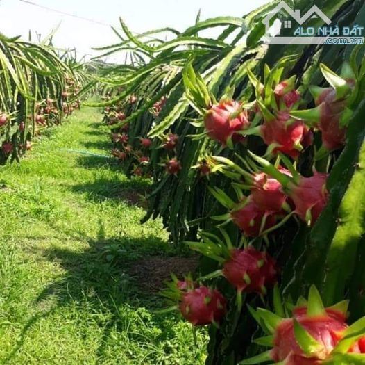 Đất vườn Thanh Long ruột Đỏ-Hàm Thuận Nam(Hàm Minh cũ)-Lâm Đồng-DT 1,3Ha.